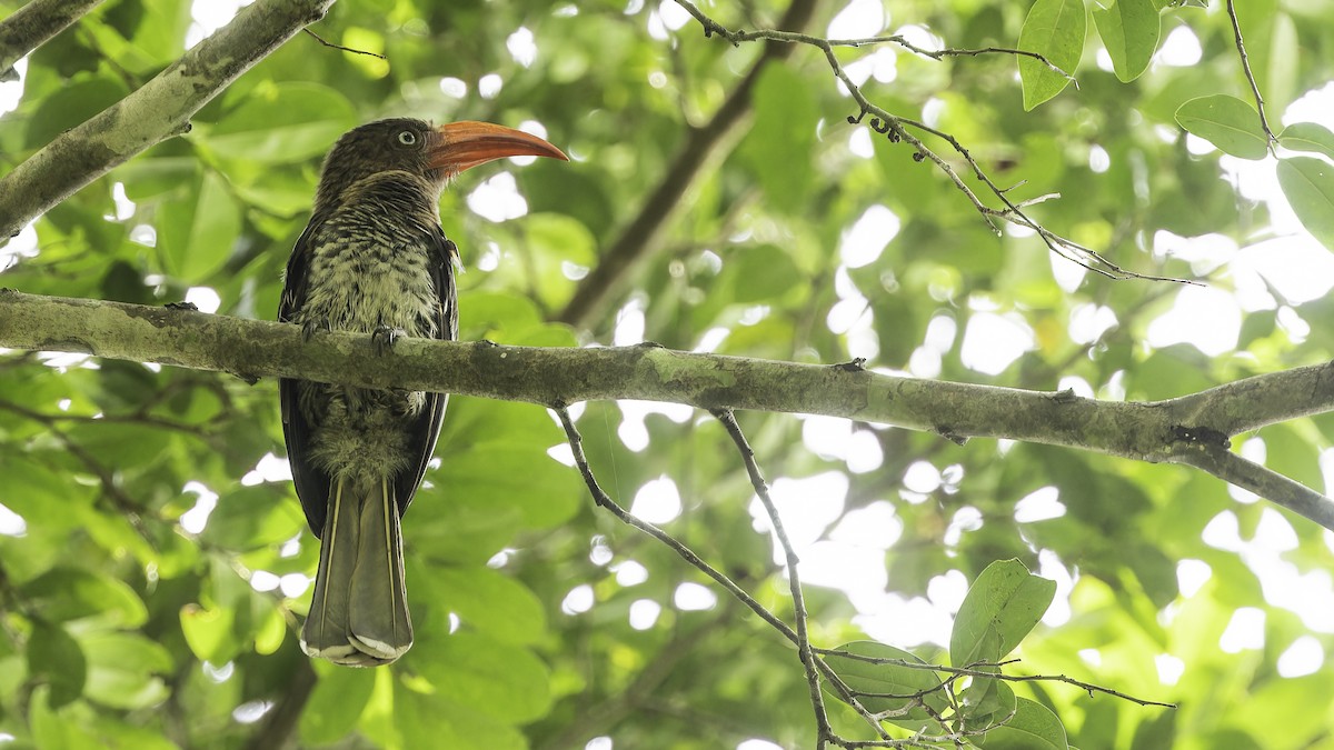 Red-billed Dwarf Hornbill - ML611348543