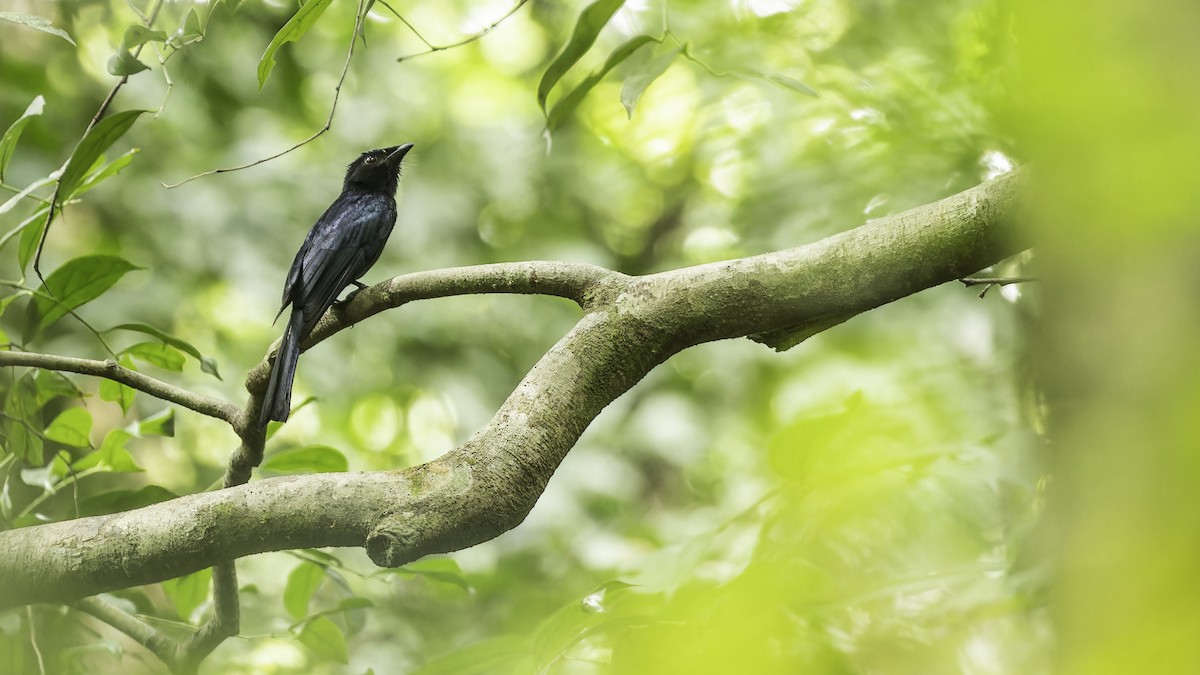 Drongo de forêt - ML611348556