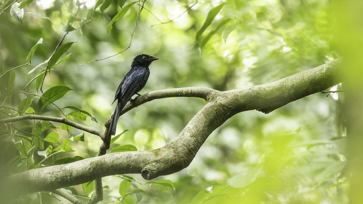 Shining Drongo - ML611348558