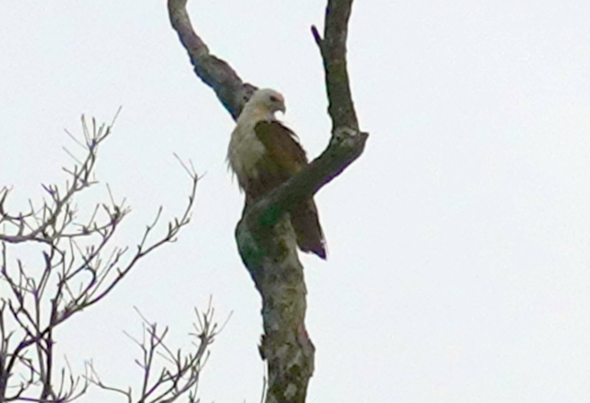 Brahminy Kite - ML611348562