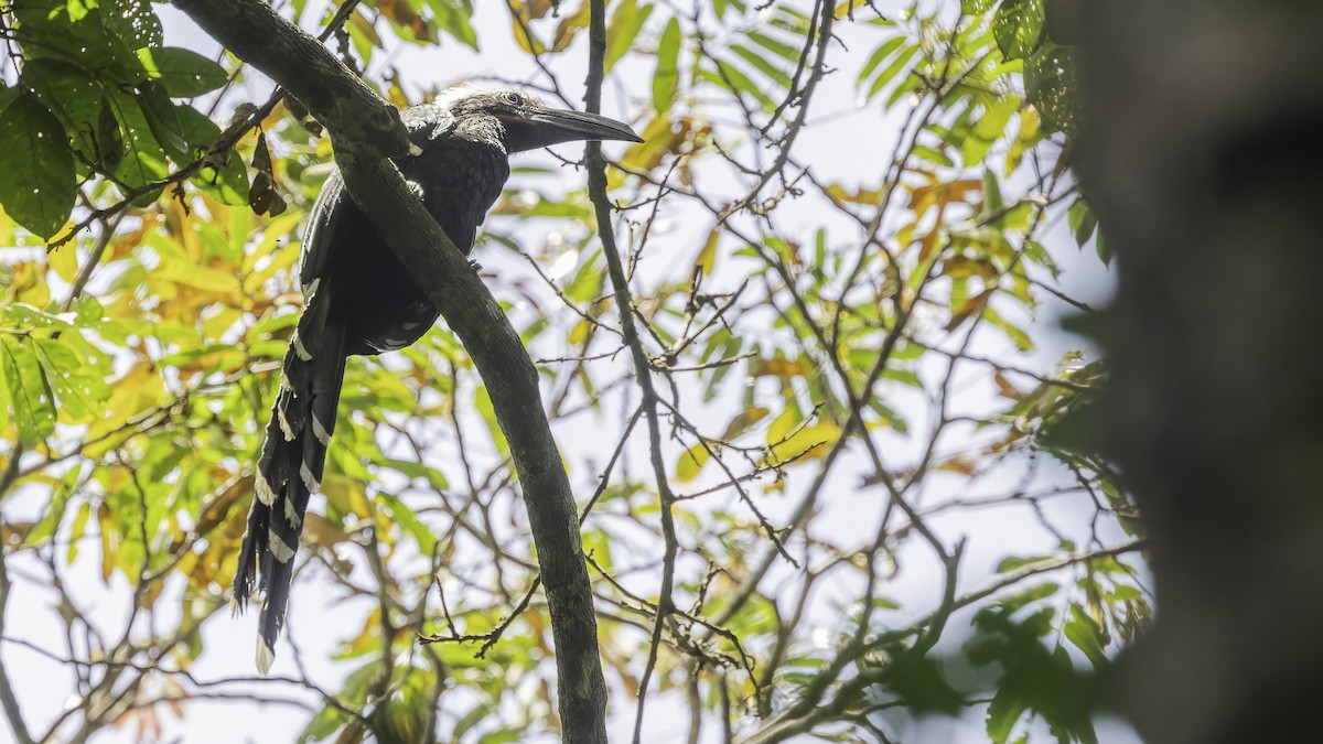 Eastern Long-tailed Hornbill - ML611348570