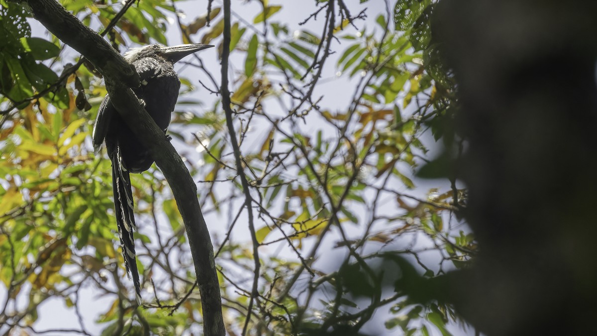 Eastern Long-tailed Hornbill - ML611348571