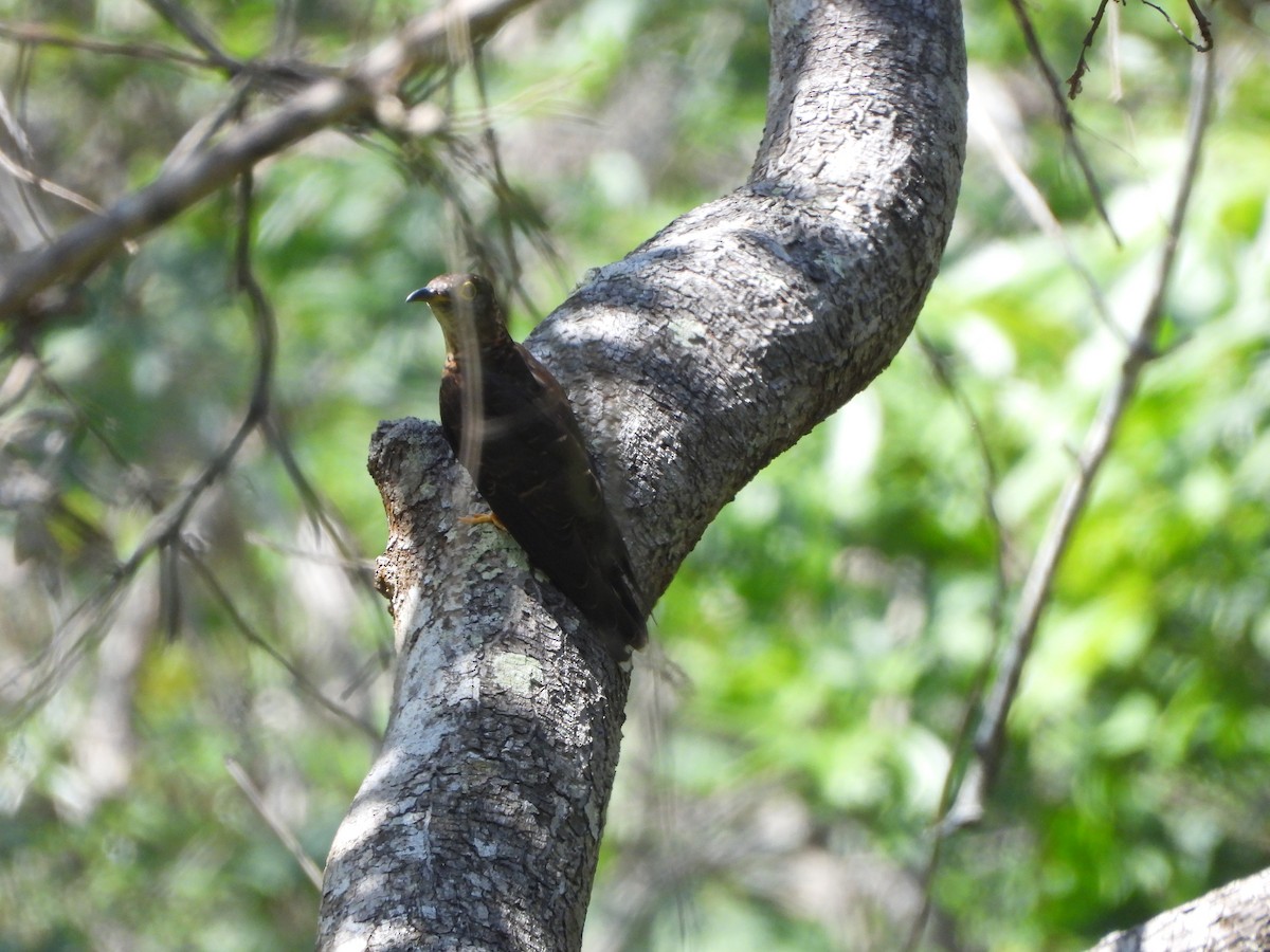 Indian Cuckoo - ML611348590