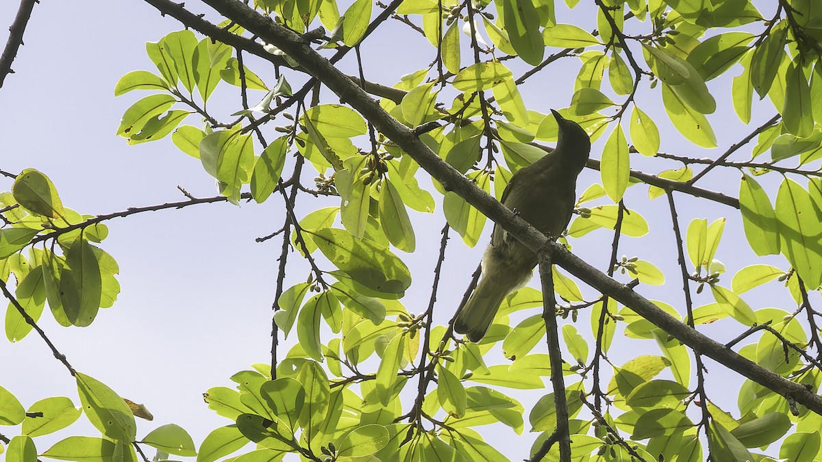 Bulbul à queue blanche - ML611348750