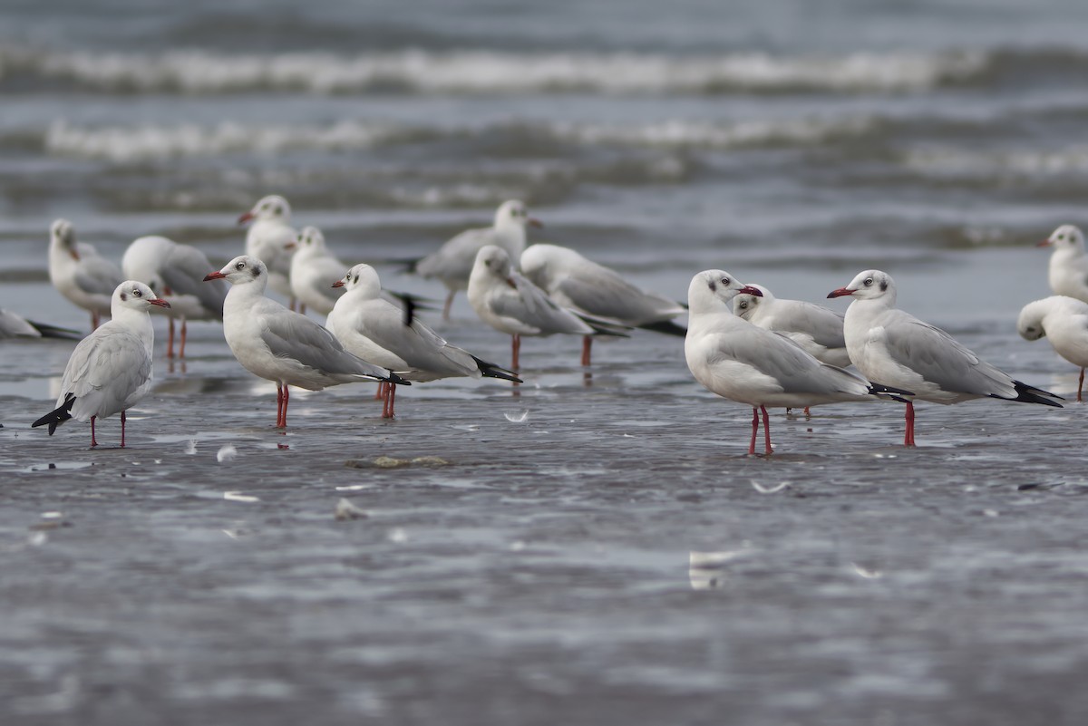 Mouette du Tibet - ML611348804