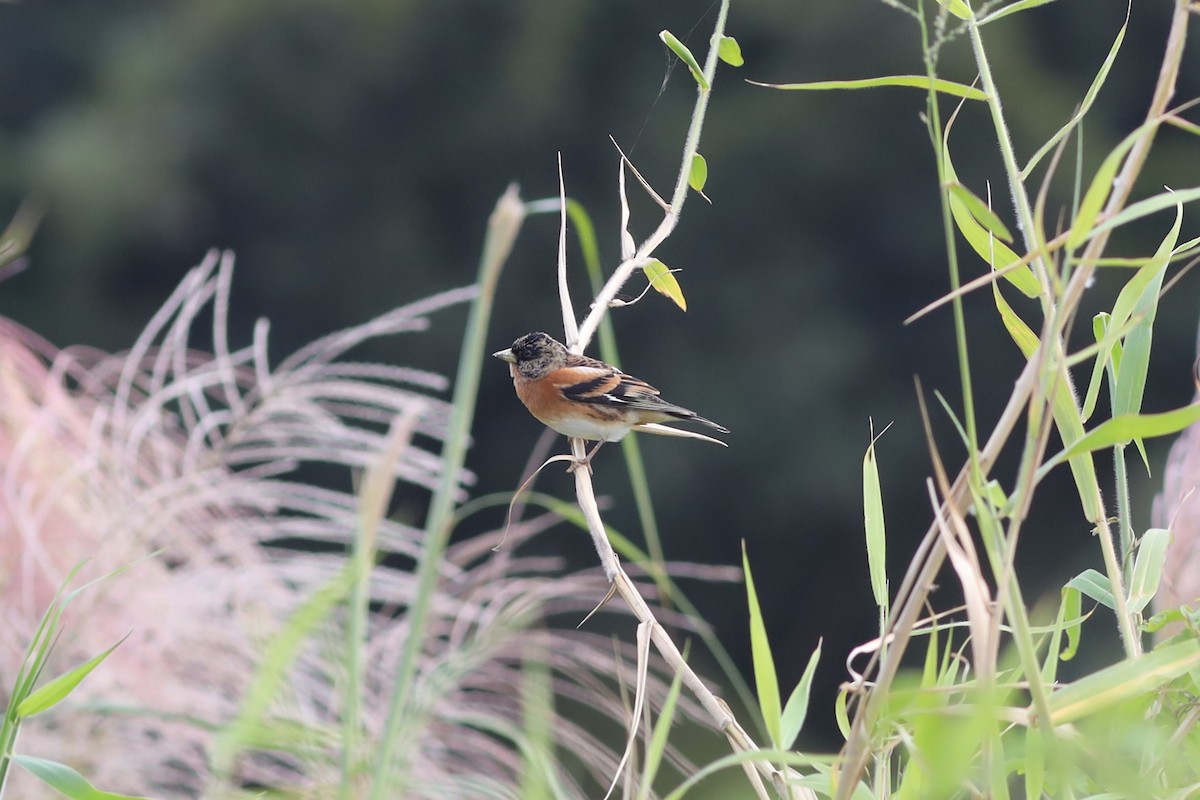 Brambling - An Chou