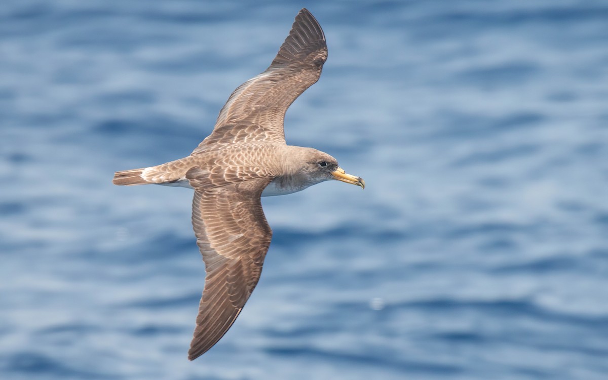 Cory's Shearwater (borealis) - ML611348877