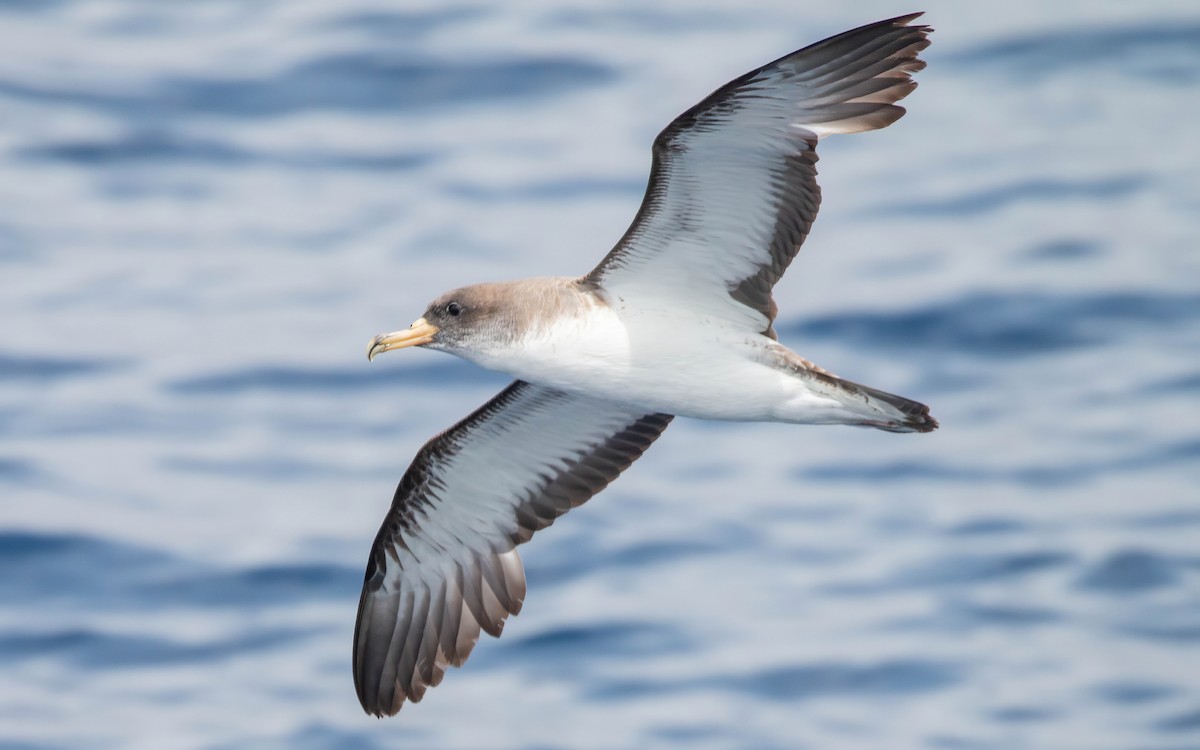 Cory's Shearwater (borealis) - ML611348878