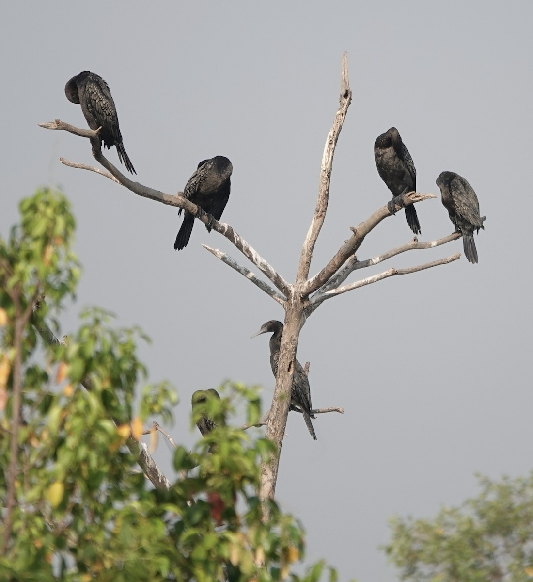 Little Black Cormorant - ML611348884