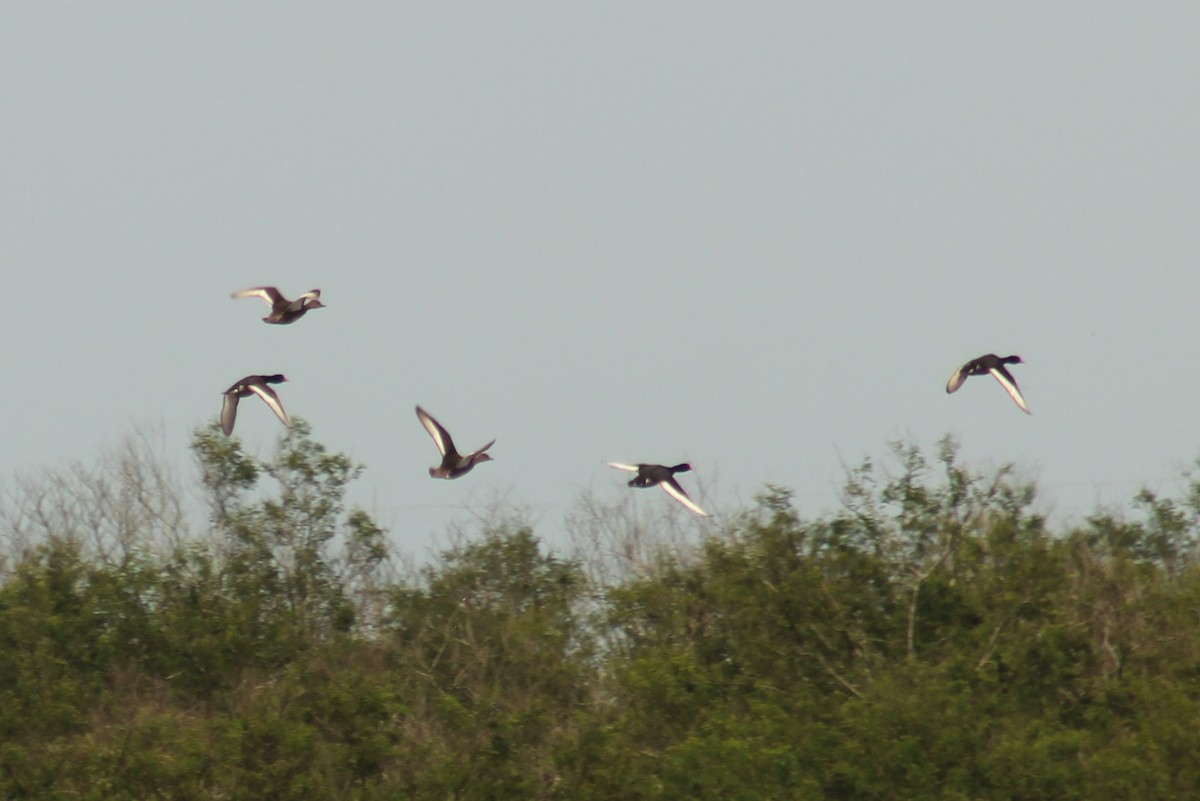 Rosy-billed Pochard - ML611348885