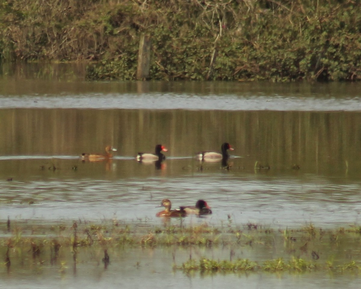 Rosy-billed Pochard - ML611348886