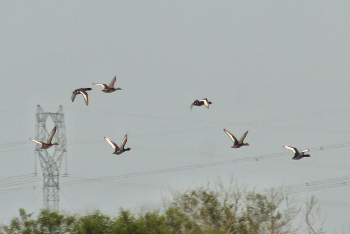 Rosy-billed Pochard - ML611348887