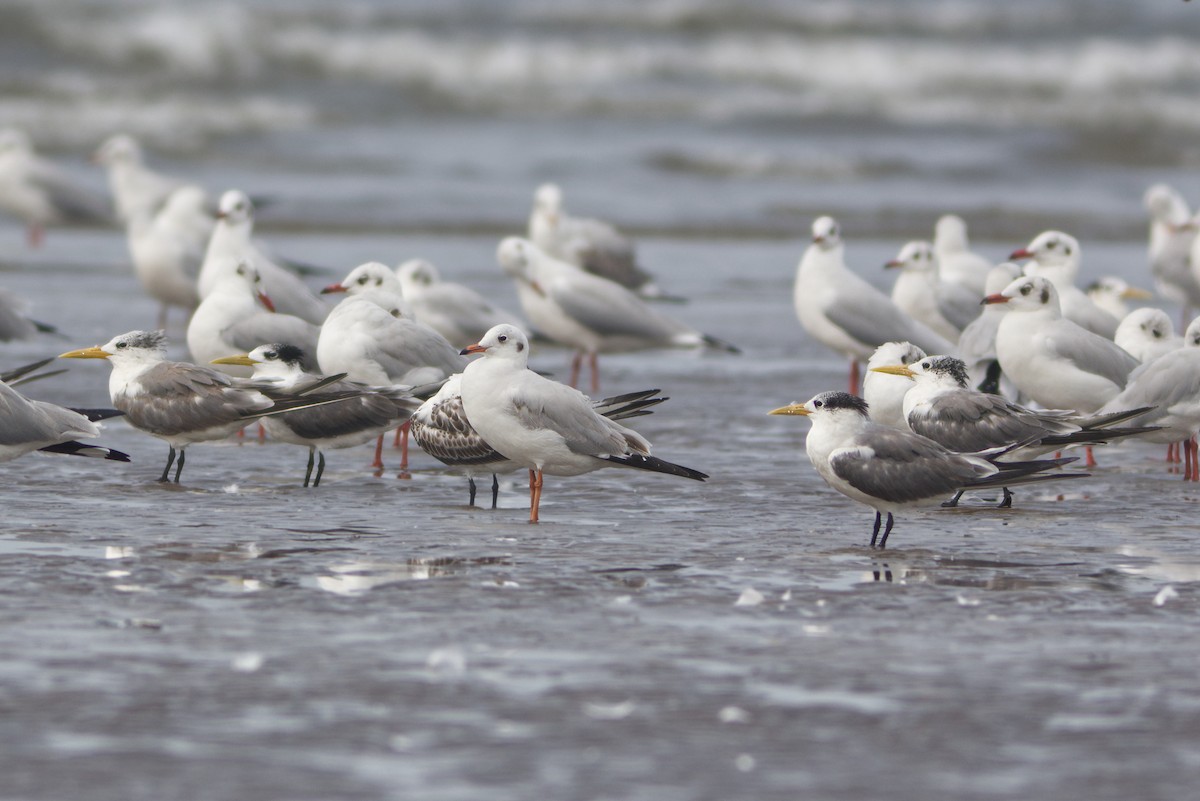 Great Crested Tern - ML611348889