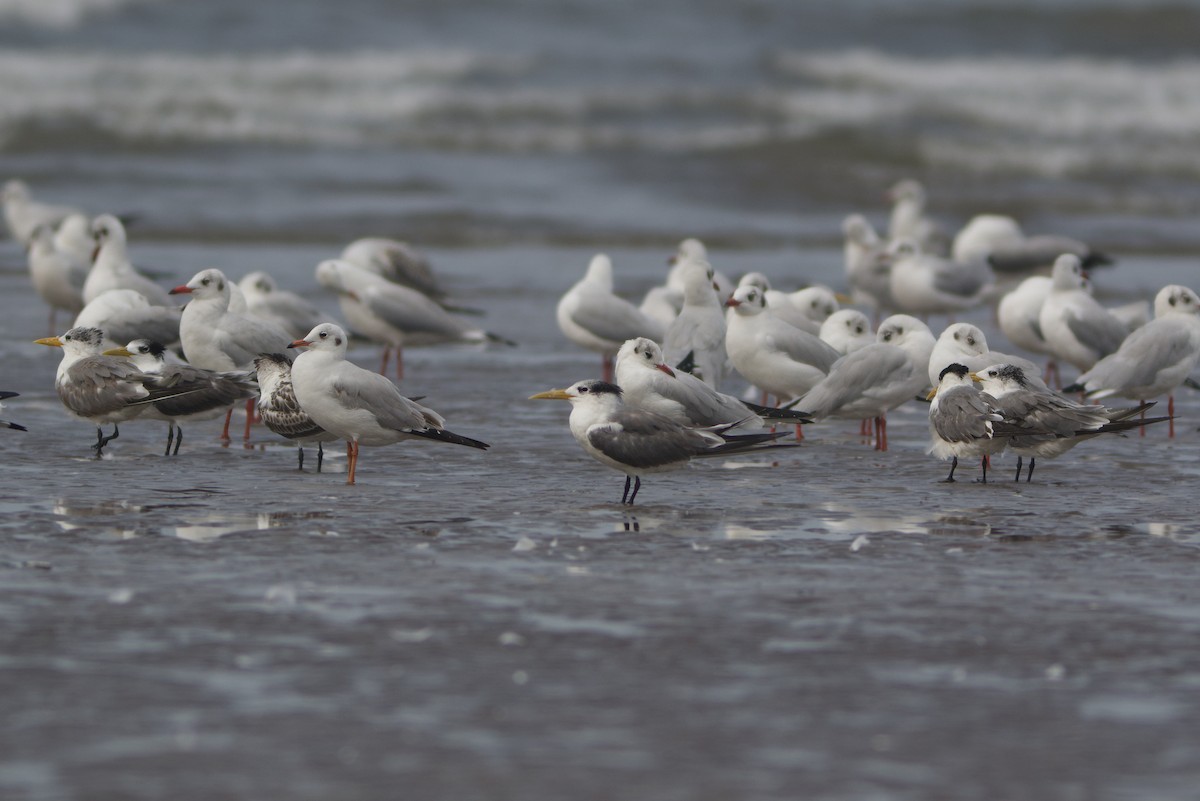 Great Crested Tern - ML611348890