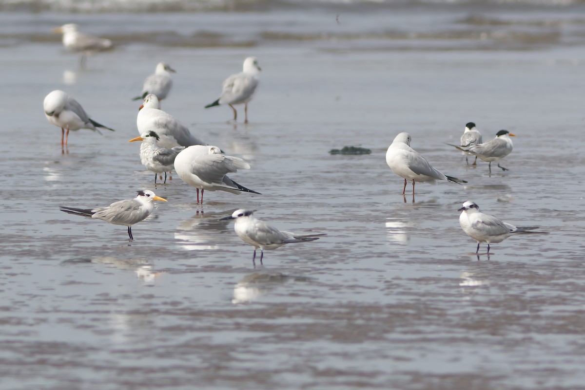 Great Crested Tern - ML611348906