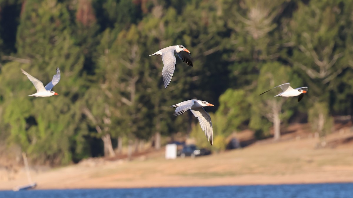 Caspian Tern - ML611348915