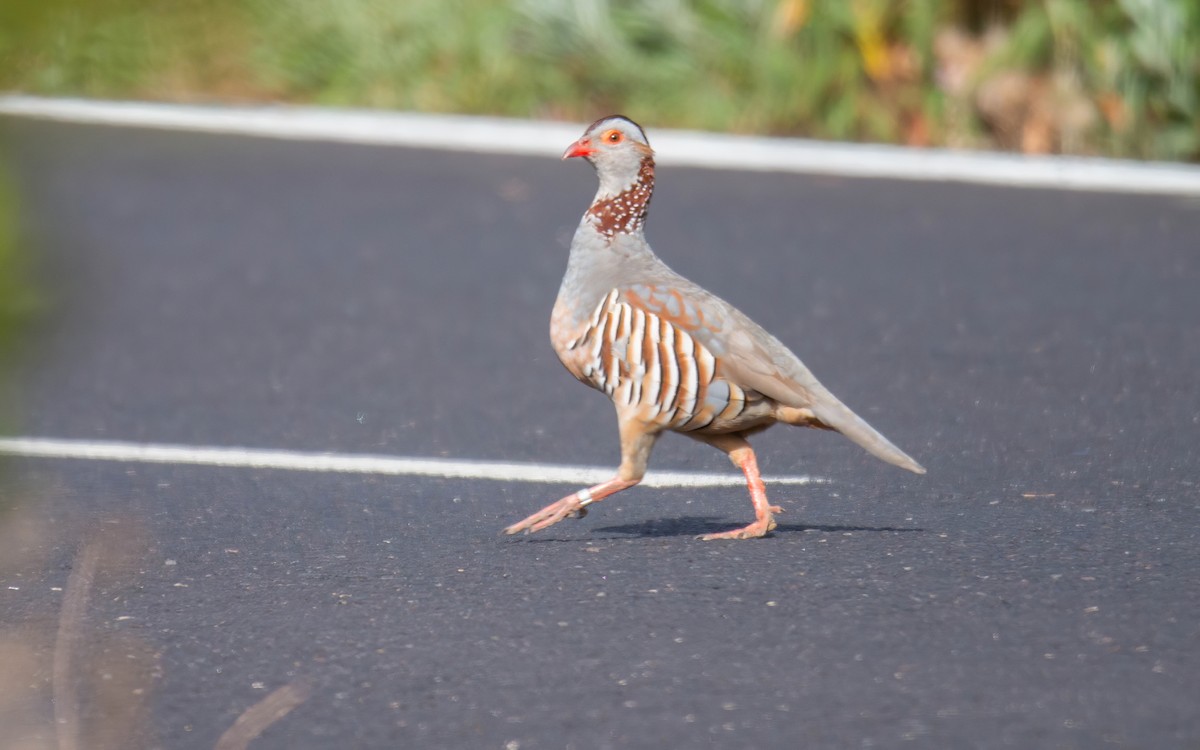 Barbary Partridge - ML611348917