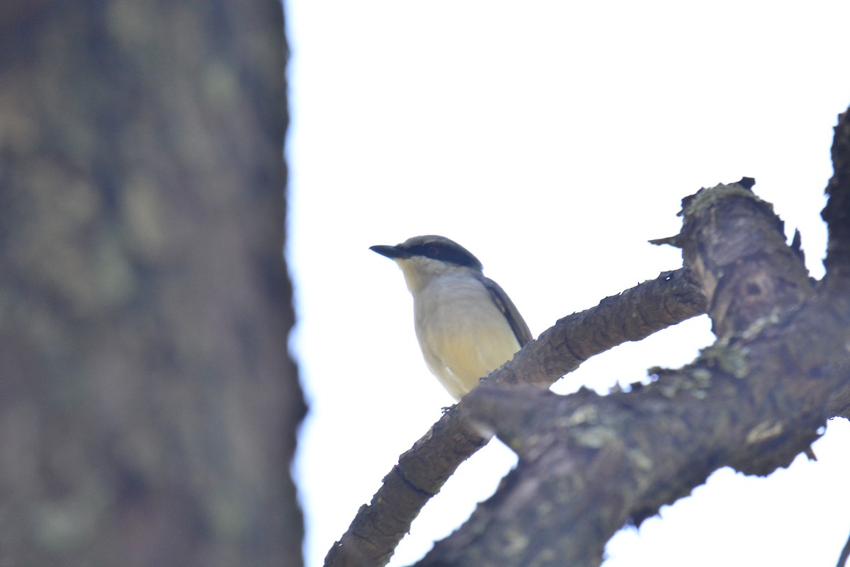 Large Woodshrike - Jukree Sisonmak