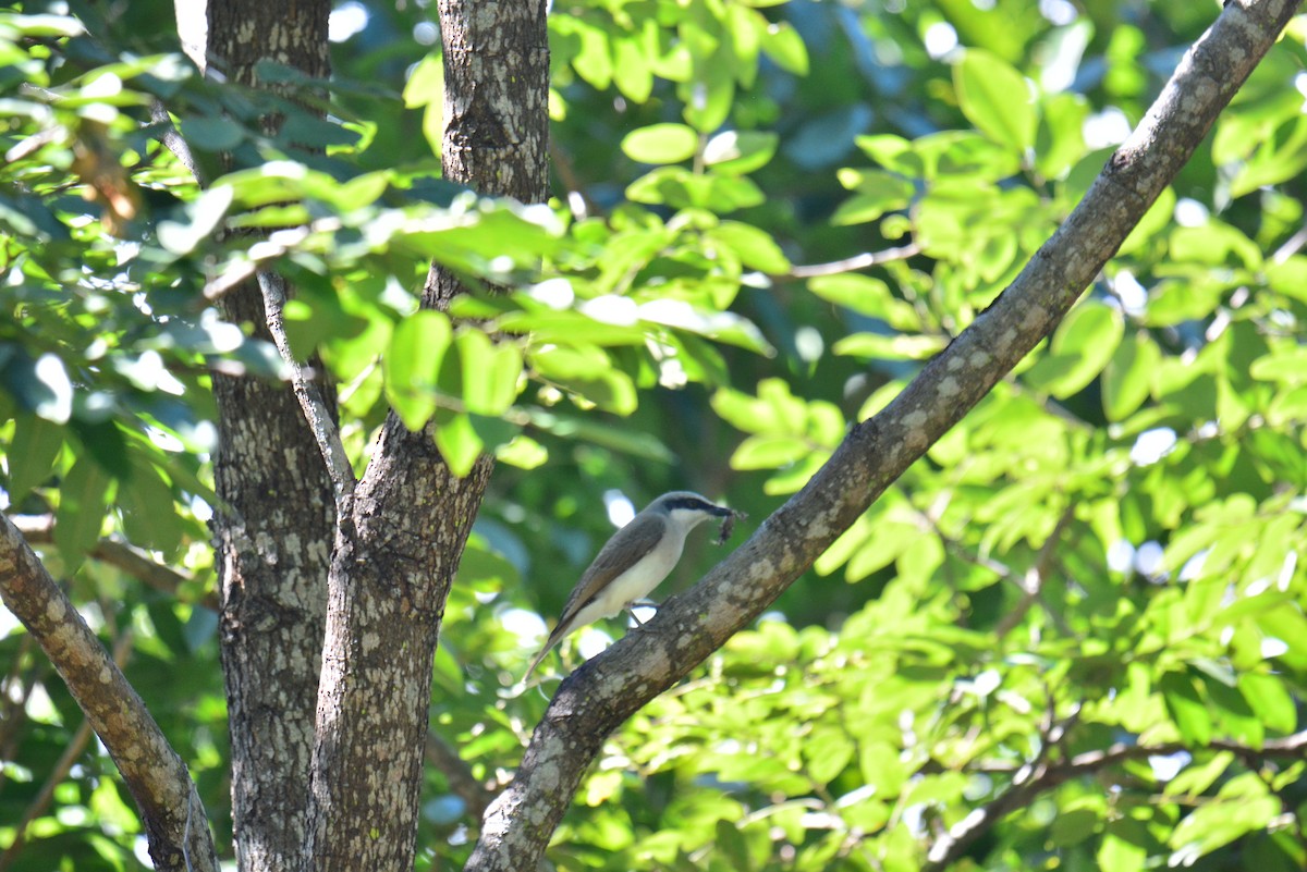 Large Woodshrike - ML611348967