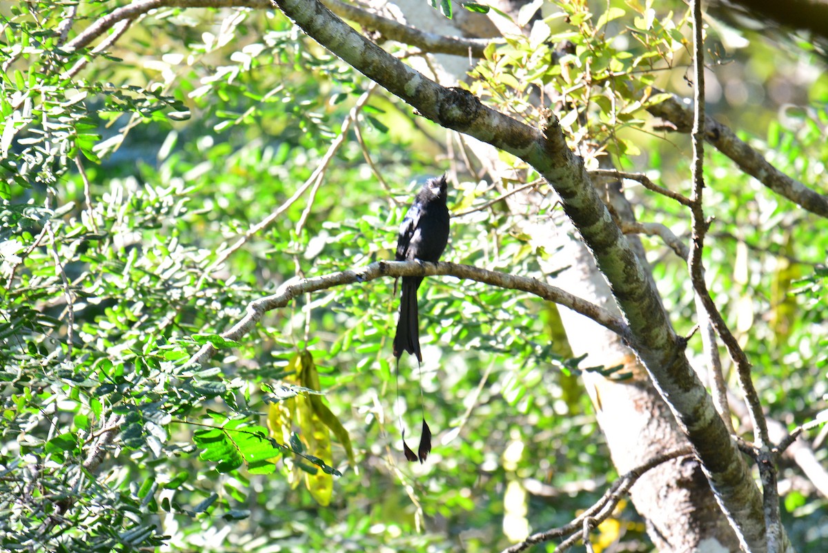 Greater Racket-tailed Drongo - Jukree Sisonmak