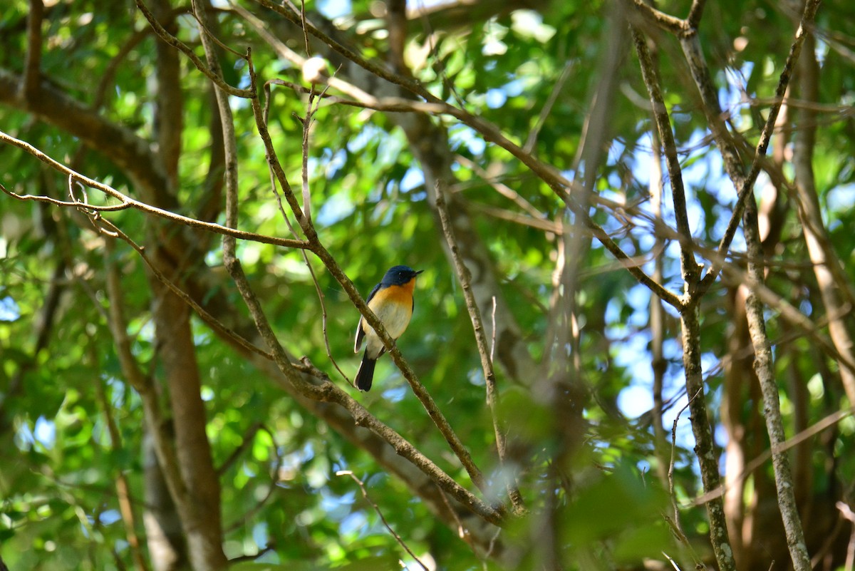 Indochinese Blue Flycatcher - Jukree Sisonmak