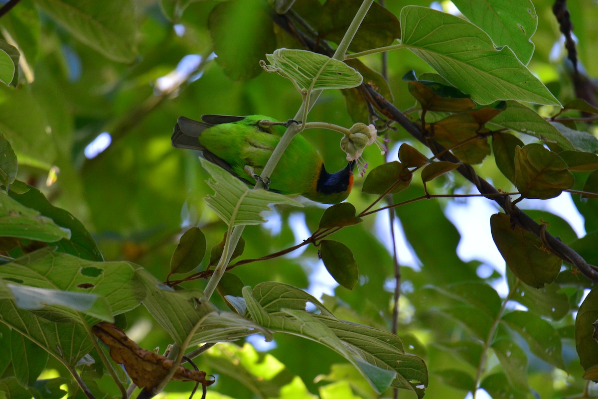 Golden-fronted Leafbird - ML611348986