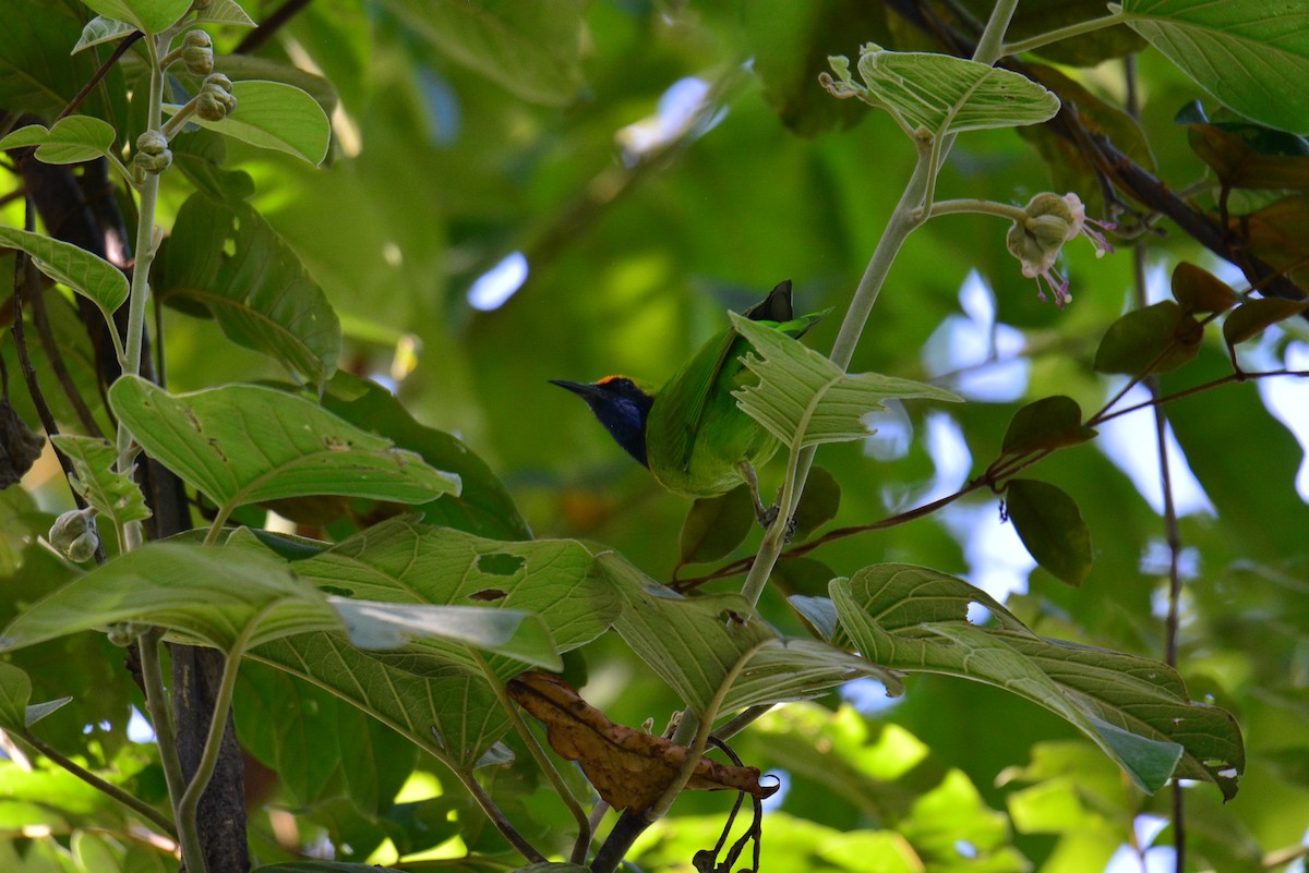 Golden-fronted Leafbird - ML611348987