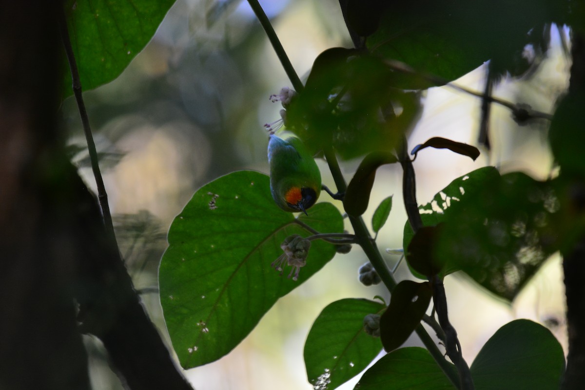 Golden-fronted Leafbird - ML611348988