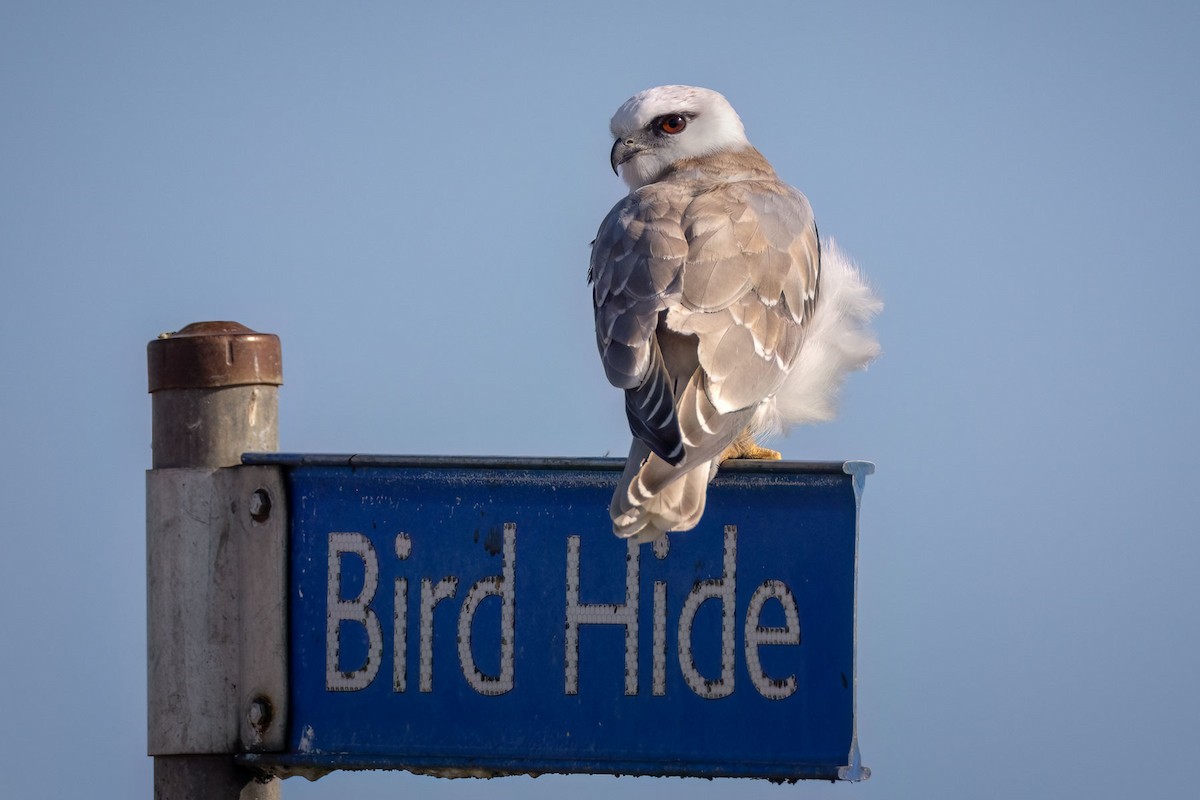 Black-shouldered Kite - ML611349022