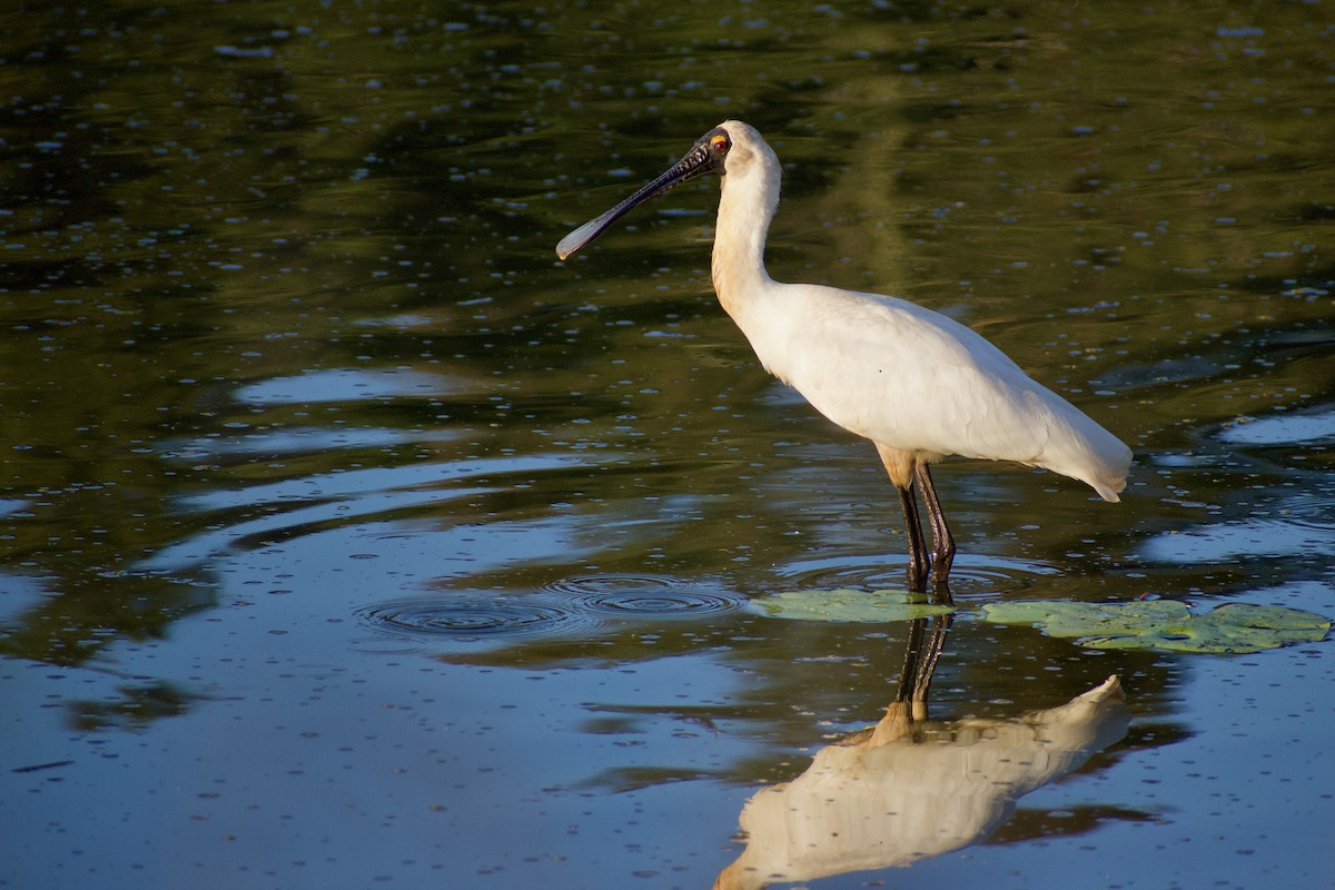 Royal Spoonbill - ML611349026