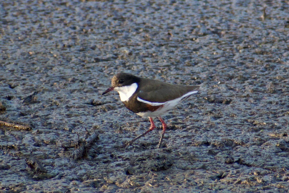 Red-kneed Dotterel - ML611349036