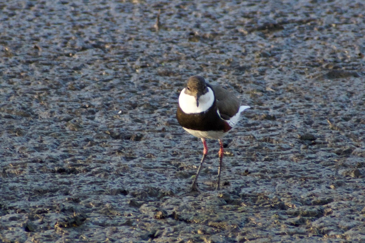 Red-kneed Dotterel - ML611349037