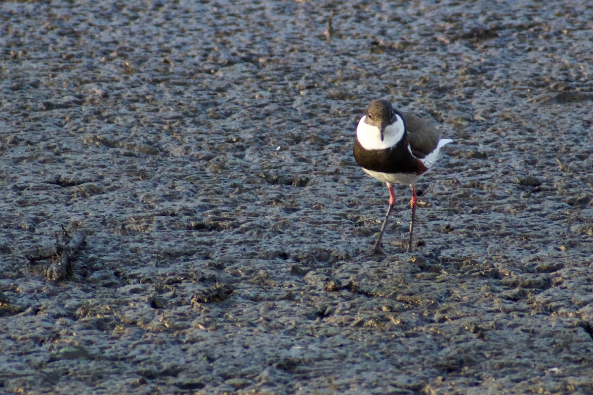 Red-kneed Dotterel - ML611349038