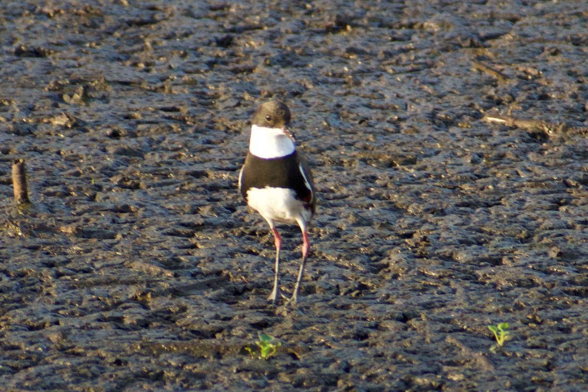 Red-kneed Dotterel - ML611349039