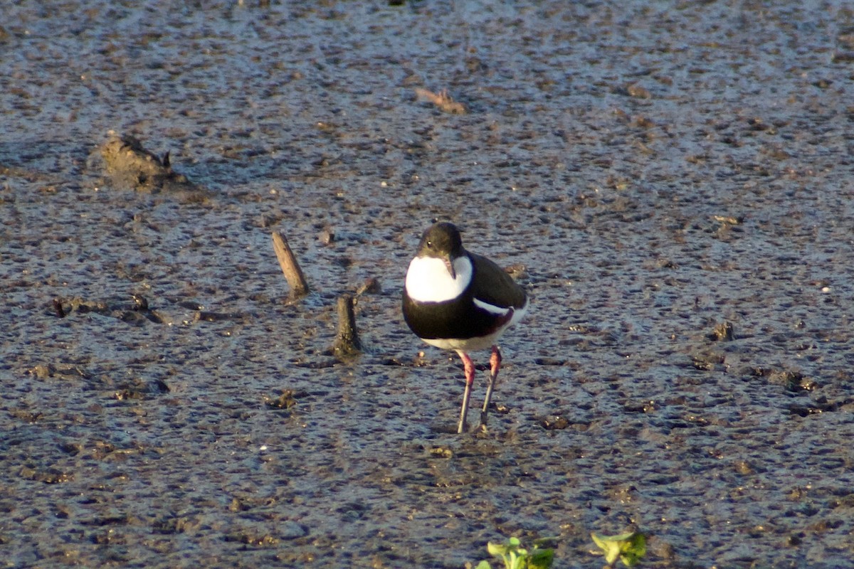 Red-kneed Dotterel - ML611349040