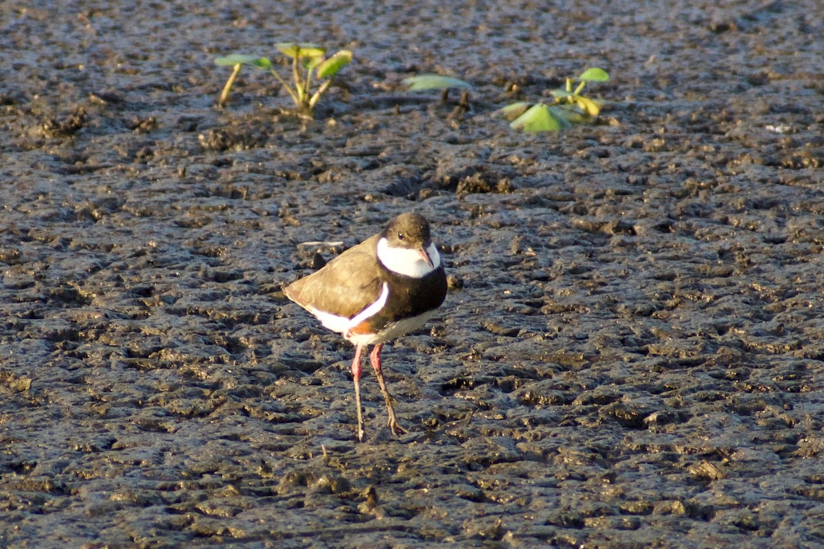 Red-kneed Dotterel - ML611349041