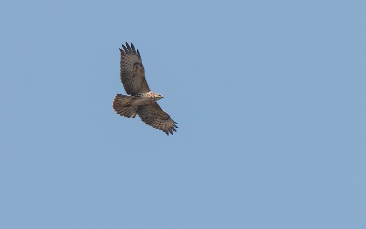 Common Buzzard (Canary Is.) - ML611349058