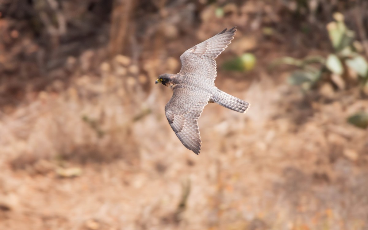 Peregrine Falcon (Barbary) - ML611349060
