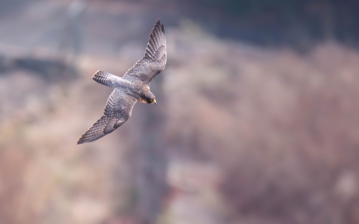 Peregrine Falcon (Barbary) - ML611349061