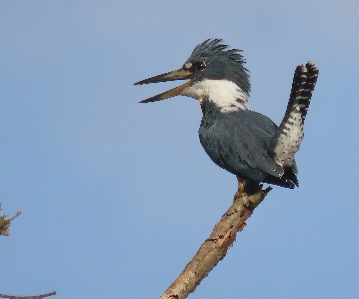 Ringed Kingfisher - ML611349110