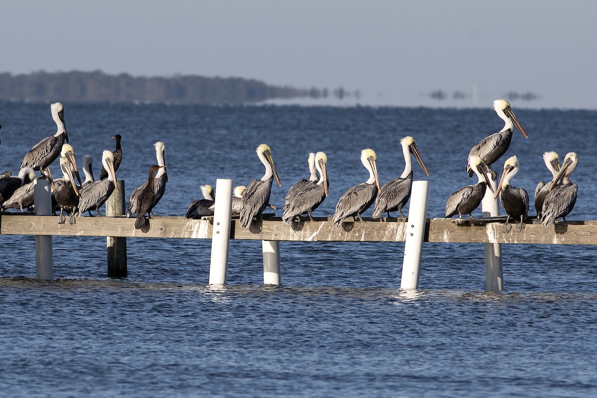 Brown Pelican - ML611349122