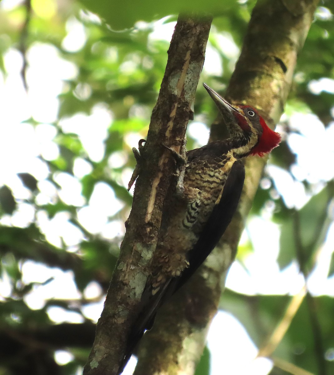 Lineated Woodpecker - ML611349124