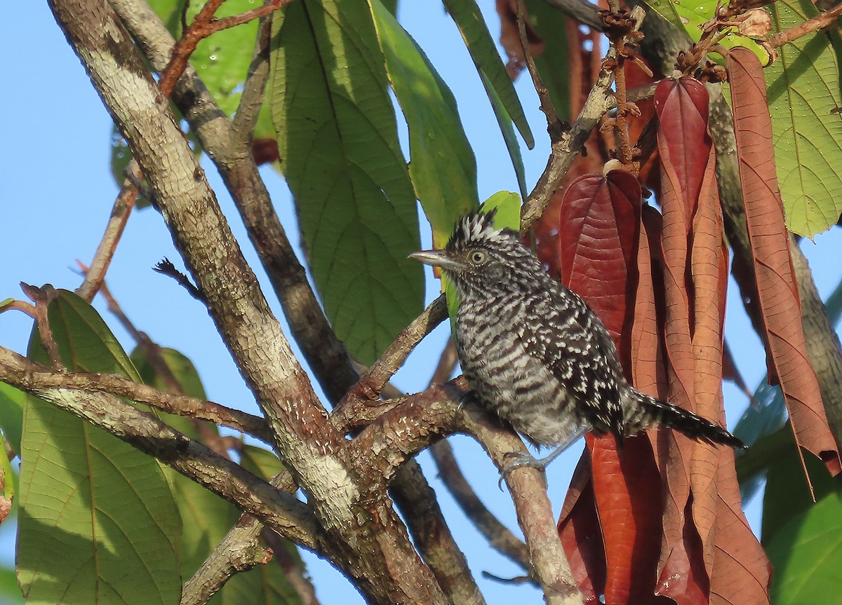 Barred Antshrike - ML611349126