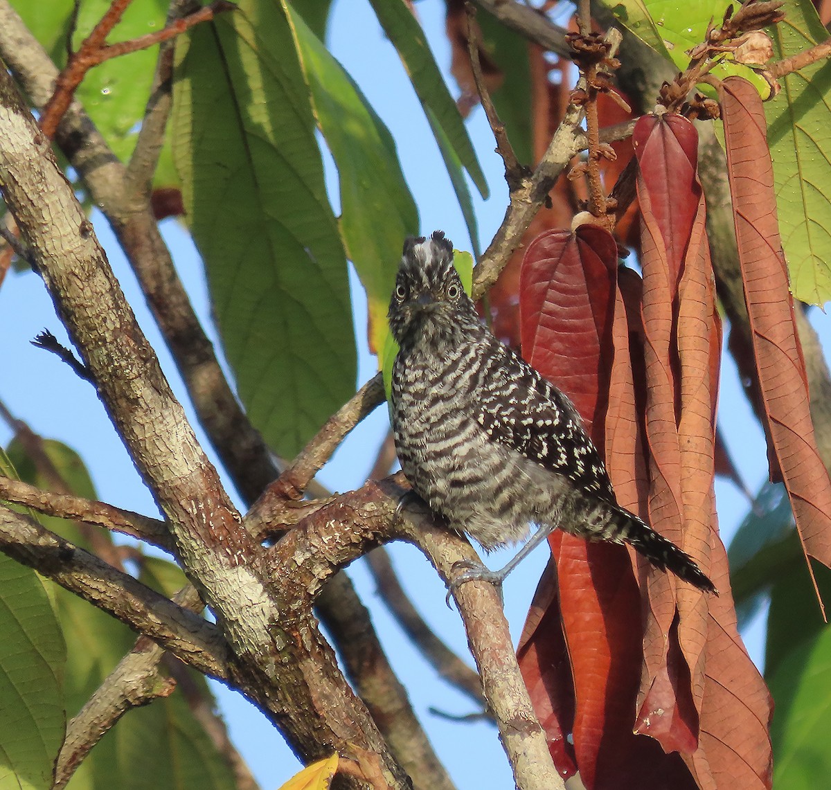 Barred Antshrike - sylvain Uriot