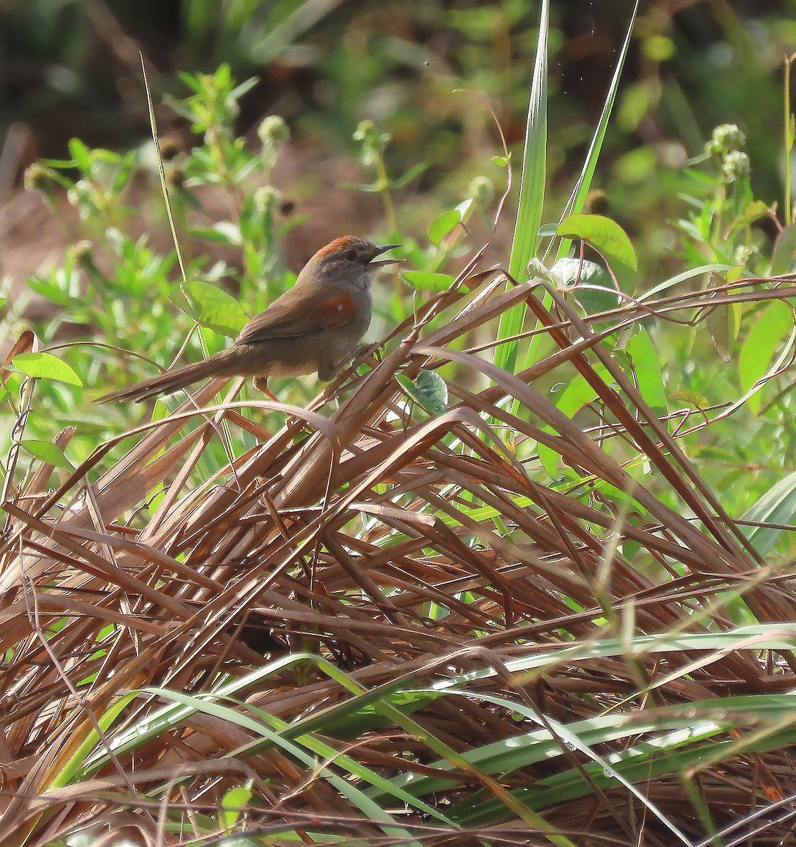 Pale-breasted Spinetail - ML611349141