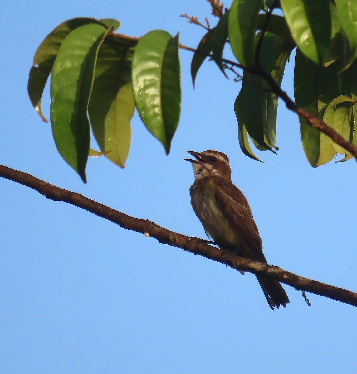 Piratic Flycatcher - ML611349152