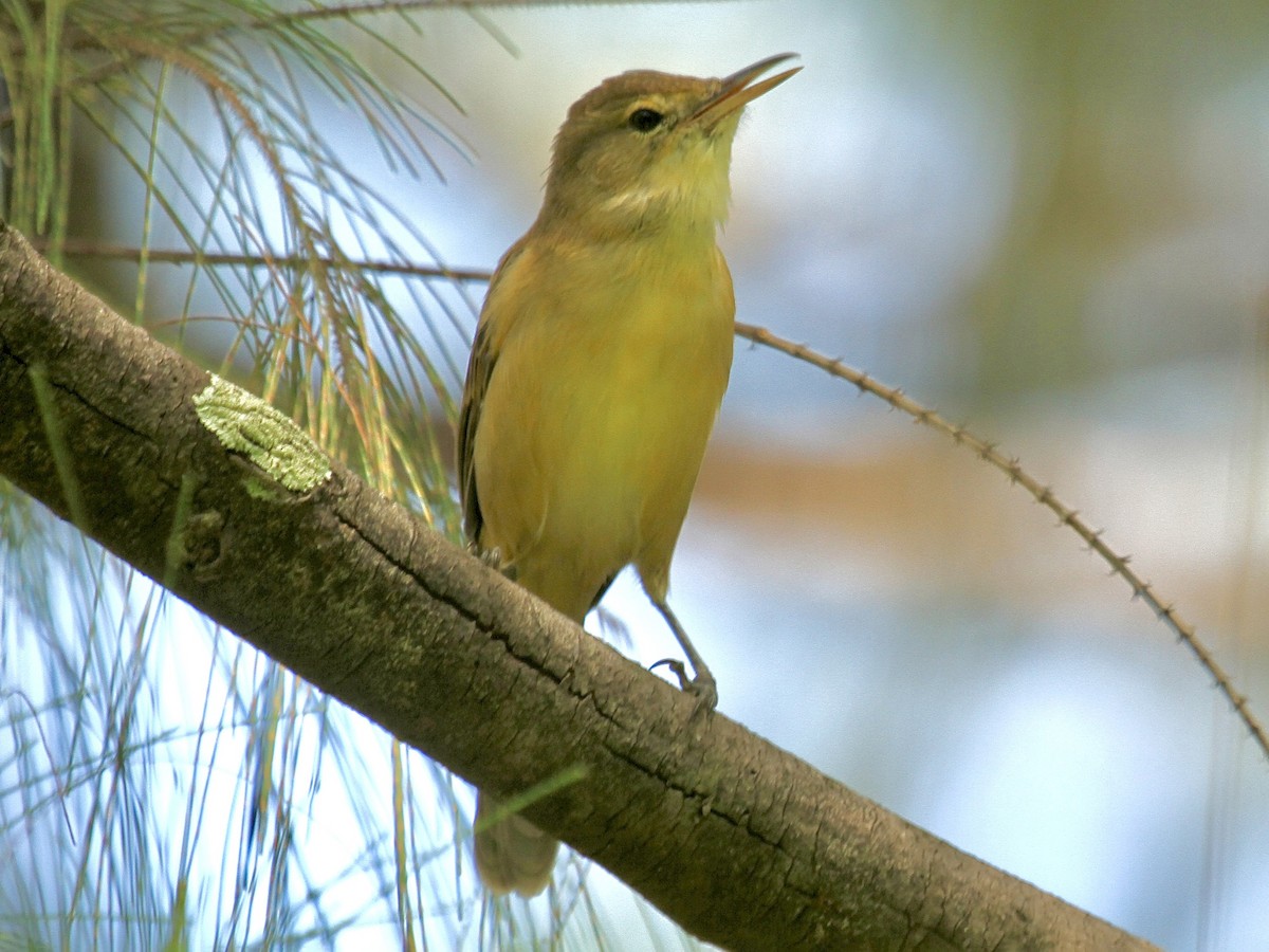 バード　ヨシキリ ギルバートヨシキリ - eBird