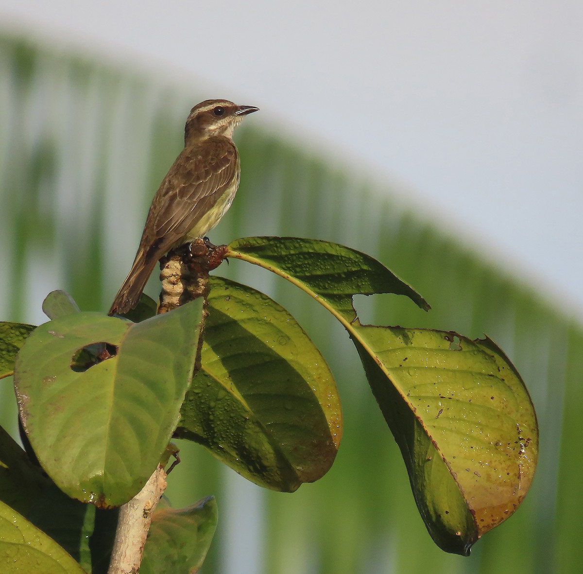 Piratic Flycatcher - ML611349156