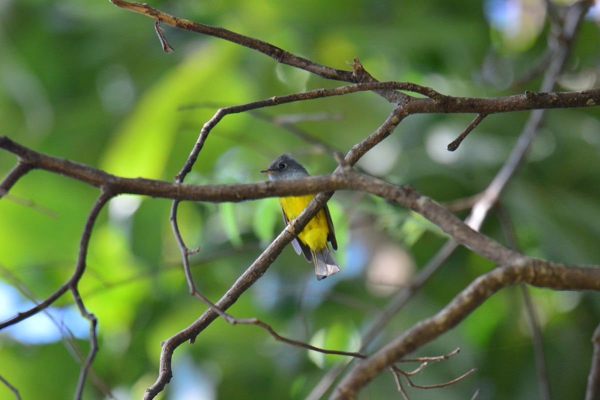 Gray-headed Canary-Flycatcher - Jukree Sisonmak