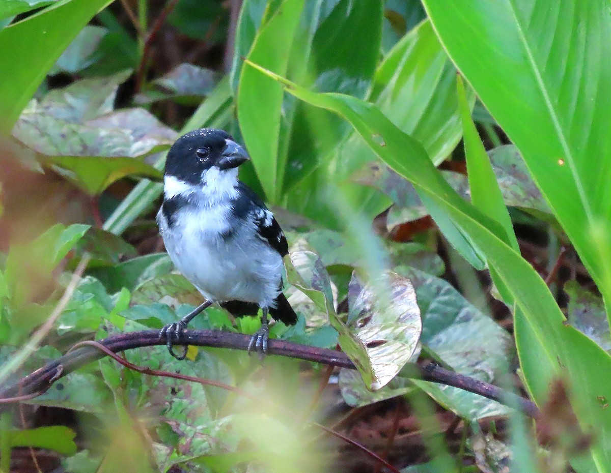 Wing-barred Seedeater - ML611349165